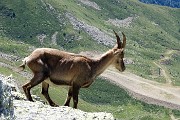 37 Scendono su rocce con vista sulla Val Carisole